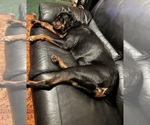 Small Photo #1 Rottweiler Puppy For Sale in GREEN SPRINGS, OH, USA