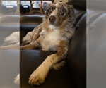 Small Photo #1 Texas Heeler Puppy For Sale in BOWLING GREEN, KY, USA