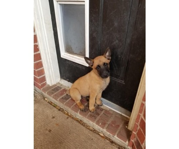 Medium Photo #14 Belgian Malinois Puppy For Sale in KATY, TX, USA
