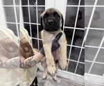 Small Mastiff