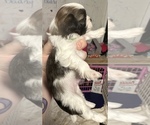 Small Photo #4 ShihPoo Puppy For Sale in WOODLEAF, NC, USA