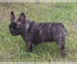 Small Photo #1 French Bulldog Puppy For Sale in TERRELL, TX, USA