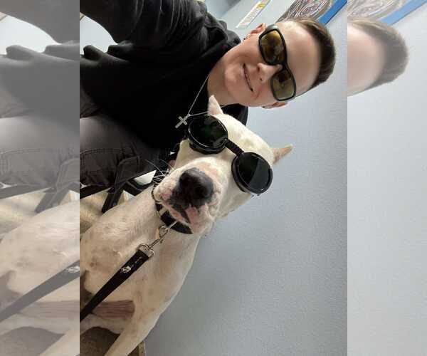 Medium Photo #8 Boxer-Unknown Mix Puppy For Sale in Dumont, NJ, USA