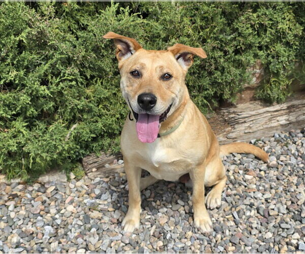 Medium Photo #3 American Staffordshire Terrier-Unknown Mix Puppy For Sale in Albuquerque, NM, USA