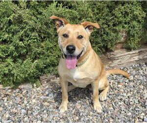 Angelic Ms Annice ~ Exceptional ! - Female American Staffordshire Terrier-Unknown Mix Dog for Adoption - Photo #3