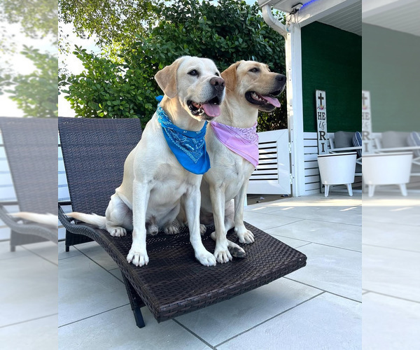 Medium Photo #1 Labrador Retriever Puppy For Sale in MIAMI, FL, USA