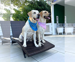 Small Photo #1 Labrador Retriever Puppy For Sale in MIAMI, FL, USA