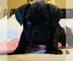 Small Photo #12 American Bully Puppy For Sale in MIDDLETOWN, OH, USA
