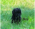Small Photo #3 Cockapoo Puppy For Sale in CLARE, IL, USA