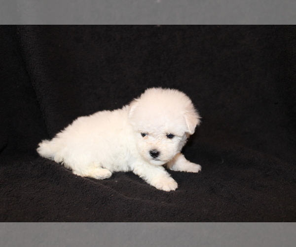 Medium Photo #6 Bichon Frise Puppy For Sale in BLOOMINGTON, IN, USA