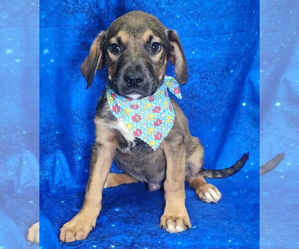 Medium Photo #3 Labrador Retriever-Unknown Mix Puppy For Sale in Wetumpka, AL, USA