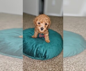 Poodle (Toy) Puppy for sale in FORT WORTH, TX, USA