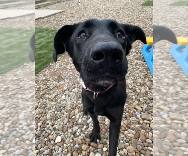 Medium Photo #10 Great Dane-Labrador Retriever Mix Puppy For Sale in Evansville, IN, USA
