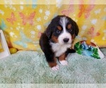 Small Photo #2 Bernese Mountain Dog Puppy For Sale in BLACK FOREST, CO, USA