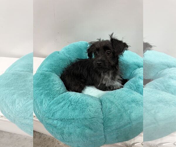 Medium Photo #1 Mutt Puppy For Sale in Pipe Creek, TX, USA