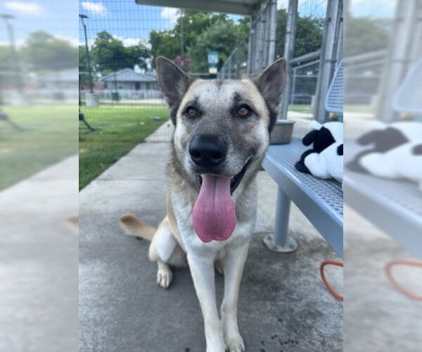 Medium Photo #2 German Shepherd Dog-Unknown Mix Puppy For Sale in Houston, TX, USA