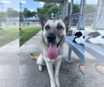 Small #1 German Shepherd Dog Mix