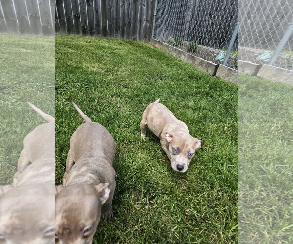 Medium Photo #4 American Pit Bull Terrier Puppy For Sale in Belleville, MI, USA