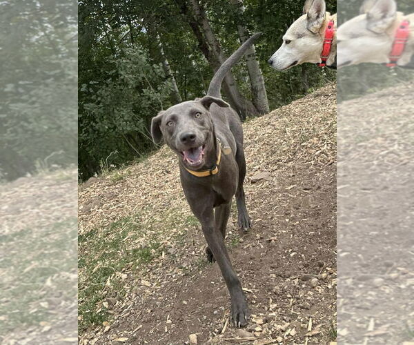 Medium Photo #1 Unknown-Weimaraner Mix Puppy For Sale in Salt Lake City, UT, USA
