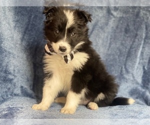 Border Collie Puppy for sale in LAKELAND, FL, USA