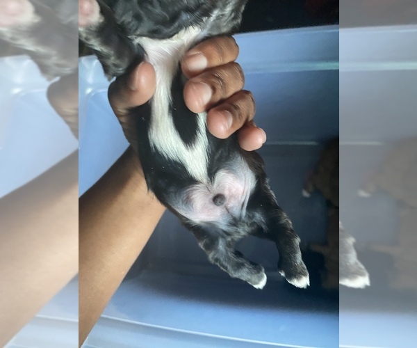 Medium Photo #2 Shih Tzu Puppy For Sale in PENSACOLA, FL, USA