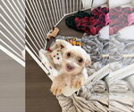 Willow Barton - Female Mal-Shi Dog for Adoption - Small photo