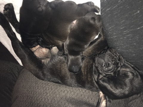 Medium Photo #1 French Bulldog Puppy For Sale in NEW CASTLE, PA, USA