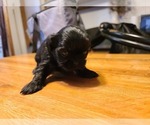 Small Photo #9 Shih Tzu Puppy For Sale in BELLEVILLE, MI, USA