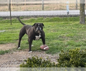 Father of the American Bulldog puppies born on 05/21/2025