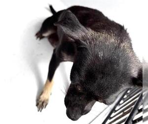Chihuahua Dogs for adoption in Houston, TX, USA