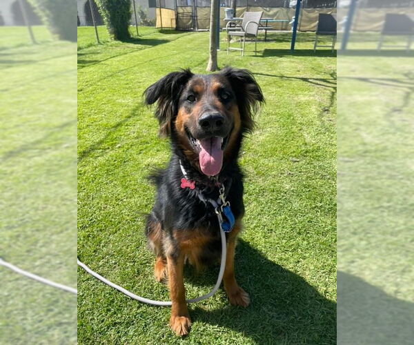 Medium Photo #34 German Shepherd Dog-Unknown Mix Puppy For Sale in Lake Forest, CA, USA