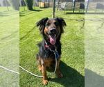 Small #33 German Shepherd Dog Mix