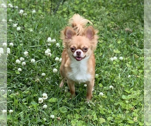 Medium Photo #1 Chihuahua Puppy For Sale in CHESAPEAKE, VA, USA