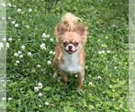 Small Photo #1 Chihuahua Puppy For Sale in CHESAPEAKE, VA, USA
