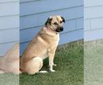 Small #1 Mutt
