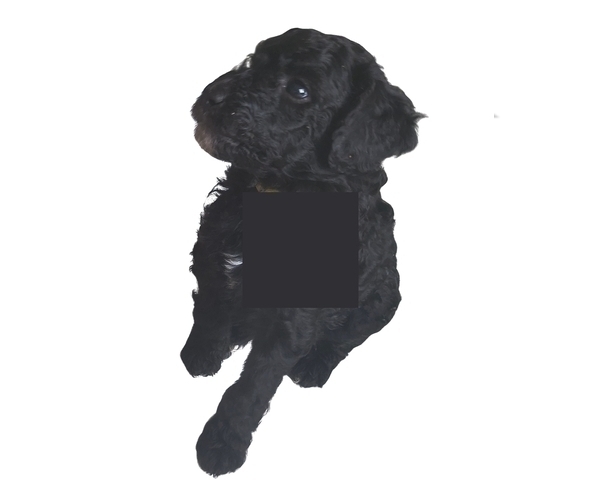 Medium Photo #16 Poodle (Standard) Puppy For Sale in WINCHESTER, TN, USA