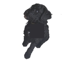 Small #1 Poodle (Standard)
