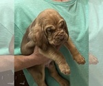 Red LM 4 - Male Bloodhound Puppy for Sale - Photo #7
