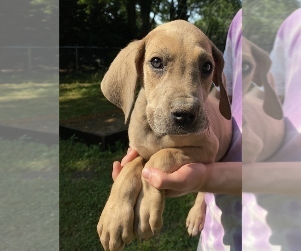 Medium Photo #20 Great Dane Puppy For Sale in CLOVER, SC, USA