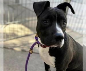 American Pit Bull Terrier-Unknown Mix Dogs for adoption in Martinez, CA, USA