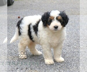 Bernedoodle (Miniature) Puppy for sale in LANCASTER, PA, USA