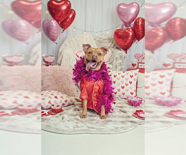 Medium Photo #3 Labrador Retriever-Unknown Mix Puppy For Sale in Belleville, IL, USA