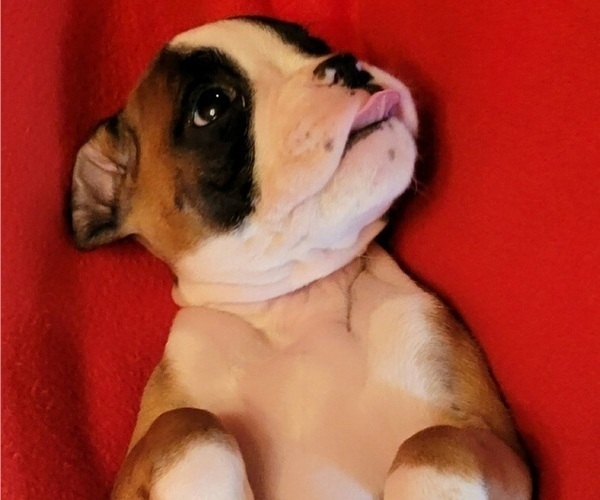 Medium Photo #6 Boxer Puppy For Sale in SLATON, TX, USA