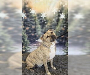 Staffordshire Bull Terrier-Unknown Mix Dogs for adoption in Oskaloosa, IA, USA