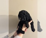 Puppy Orange Goldendoodle (Miniature)