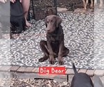 Small #2 Labrador Retriever