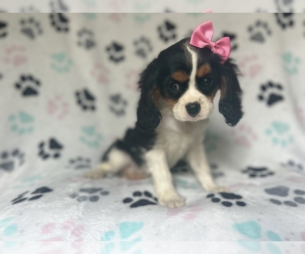 Medium Photo #6 Cavalier King Charles Spaniel Puppy For Sale in LAKELAND, FL, USA
