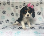 Small #5 Cavalier King Charles Spaniel