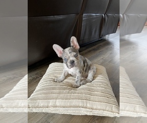 Faux Frenchbo Bulldog Puppy for sale in LEBANON, OH, USA