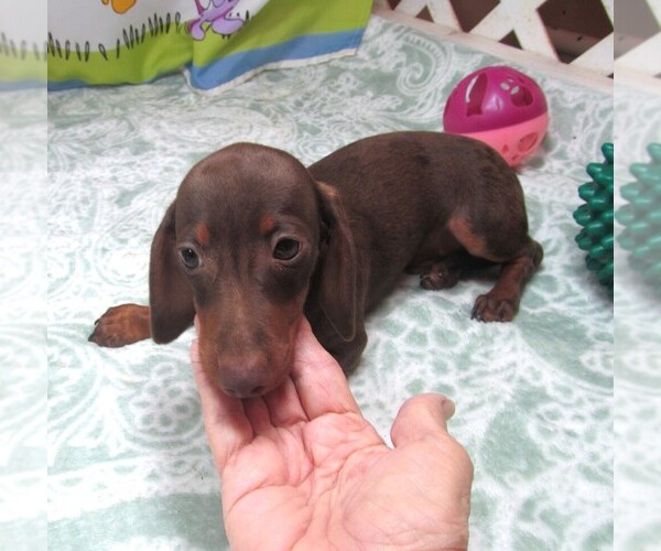 Medium Photo #7 Dachshund Puppy For Sale in RATTAN, OK, USA
